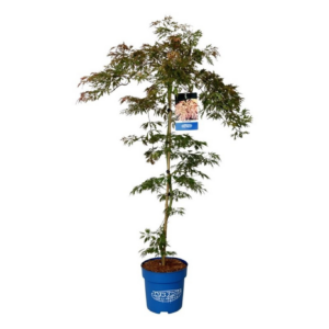 Acer 'Ice Dragon'