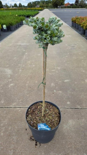 Abies koreana 'Kohouts Icebreaker'