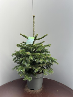 Abies nordmanniana