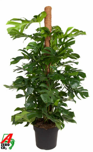 Monstera deliciosa