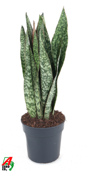 Sansevieria 'Sauvage'