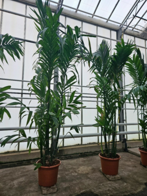 Areca triandra
