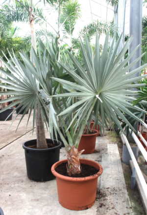 Bismarckia nobilis