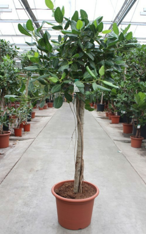 Ficus benghalensis