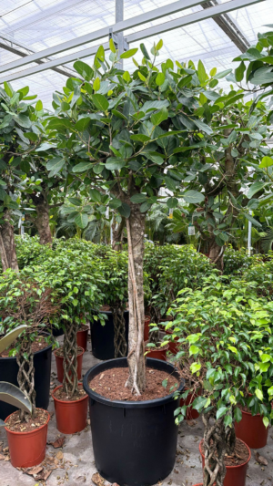 Ficus benghalensis