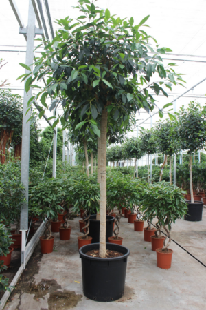 Ficus bellingeri