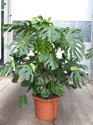 Monstera deliciosa
