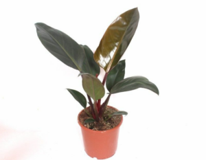 Philodendron 'Congo Red'