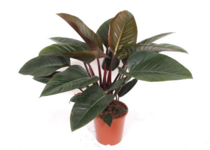 Philodendron 'Congo Red'