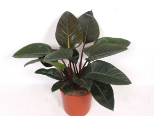 Philodendron 'Congo Red'