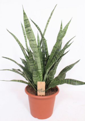 Sansevieria cylindrica 'Diamond Green'