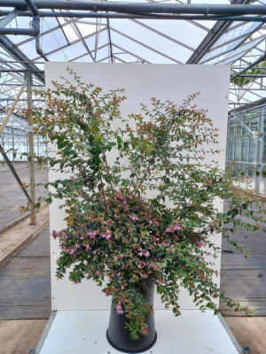 Abelia grandiflora 'Edward Goucher'