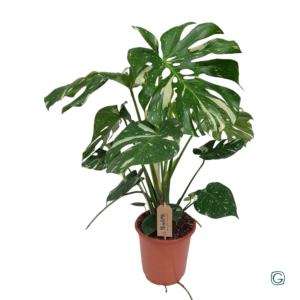 Monstera deliciosa 'Thai Constellation'