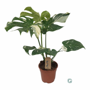 Monstera deliciosa 'Thai Constellation'