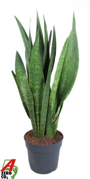 Sansevieria 'Sauvage'