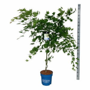 Acer 'Arctic Jade'