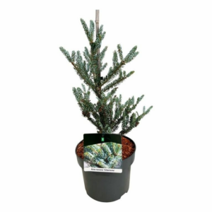Abies koreana 'Silberlocke'