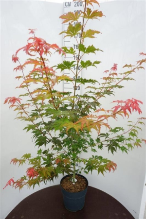 Acer 'North Wind'