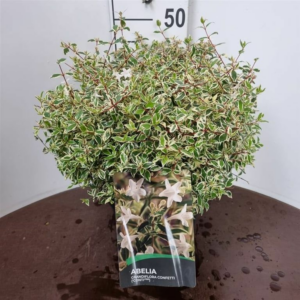 Abelia grandiflora 'Confetti'
