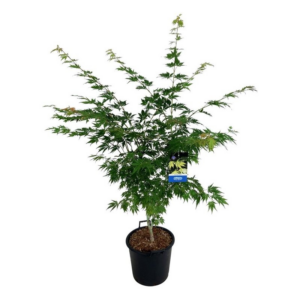 Acer 'Arctic Jade'