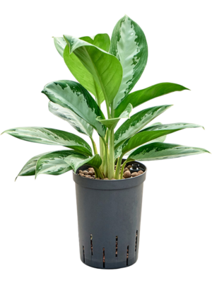 Aglaonema 'Diamond bay'