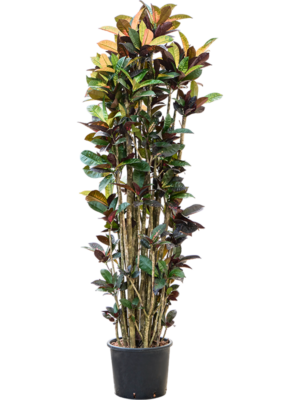 Croton (Codiaeum) variegatum 'Mrs. Iceton'