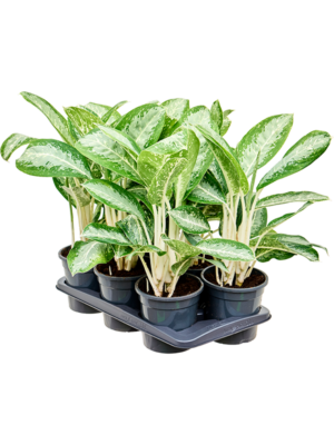 Aglaonema 'Anouk' 6/tray