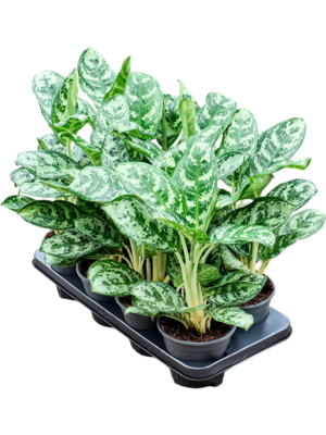 Aglaonema 'Amazon Silver' 8/tray