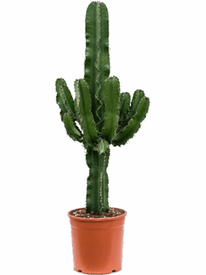 Euphorbia erytrea