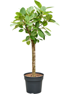 Ficus altissima 'Variagata'
