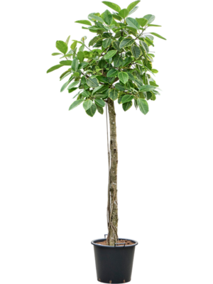 Ficus altissima 'Variagata'
