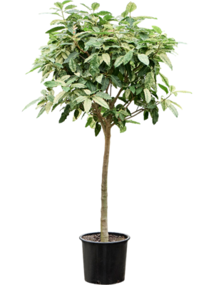 Ficus aspera 'Parcellii'