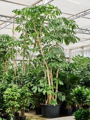Schefflera actinophylla 'Amate'