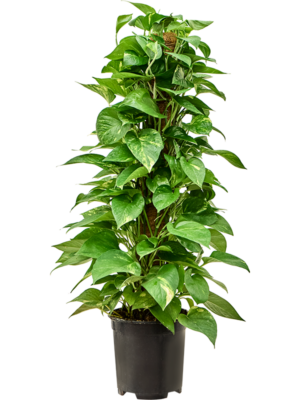 Scindapsus (Epipremnum) 'Aureum'