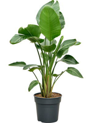Strelitzia nicolai