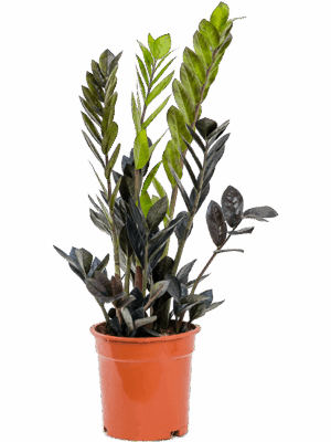 Zamioculcas zamiifolia 'Raven'