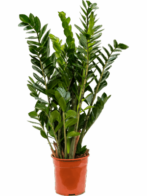 Zamioculcas zamiifolia