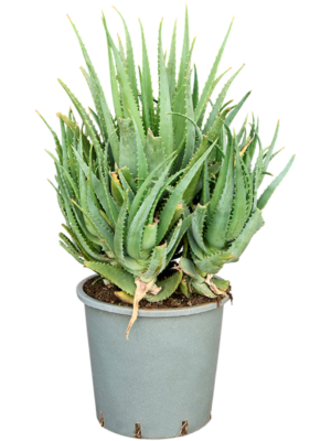 Aloe arborescens