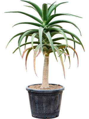 Aloe bainesii (barberae)