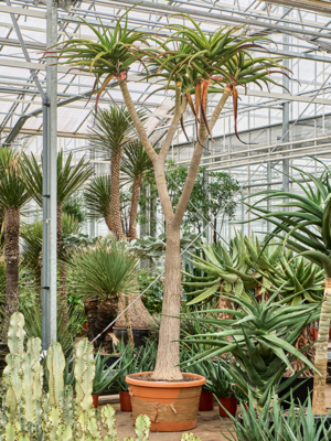 Aloe bainesii (barberae)