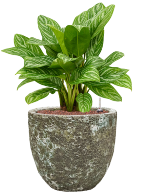 Aglaonema 'Stripes' en Baq Lava