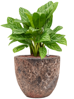 Aglaonema 'Stripes' en Baq Lava