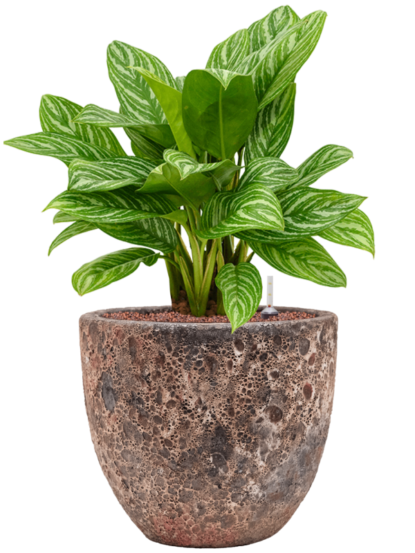 Aglaonema 'Stripes' en Baq Lava