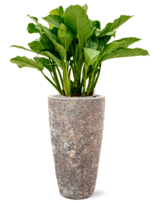 Aglaonema 'Freedman' en Baq Lava