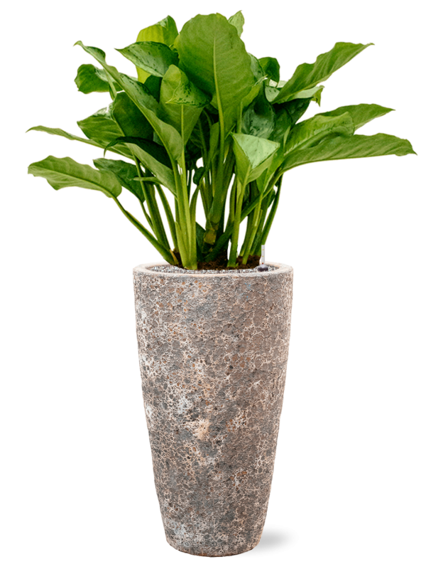 Aglaonema 'Freedman' en Baq Lava