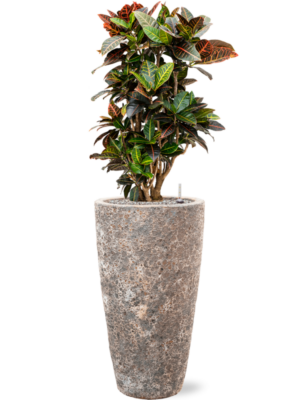 Croton (Codiaeum) variegatum 'Petra' en Baq Lava