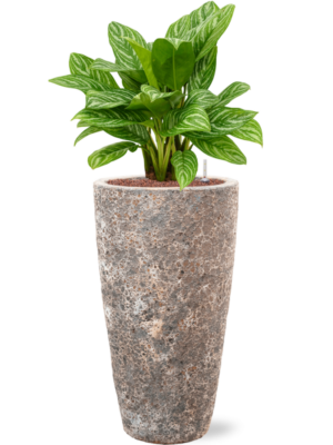 Aglaonema 'Stripes' en Baq Lava