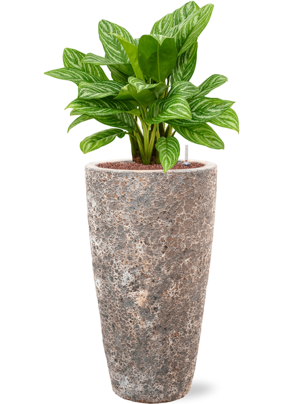 Aglaonema 'Stripes' en Baq Lava