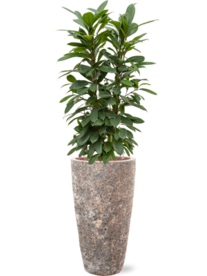 Ficus cyathistipula en Baq Lava