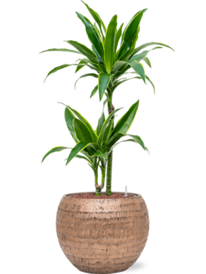 Dracaena fragrans 'Arturo' en Baq Opus Hammered